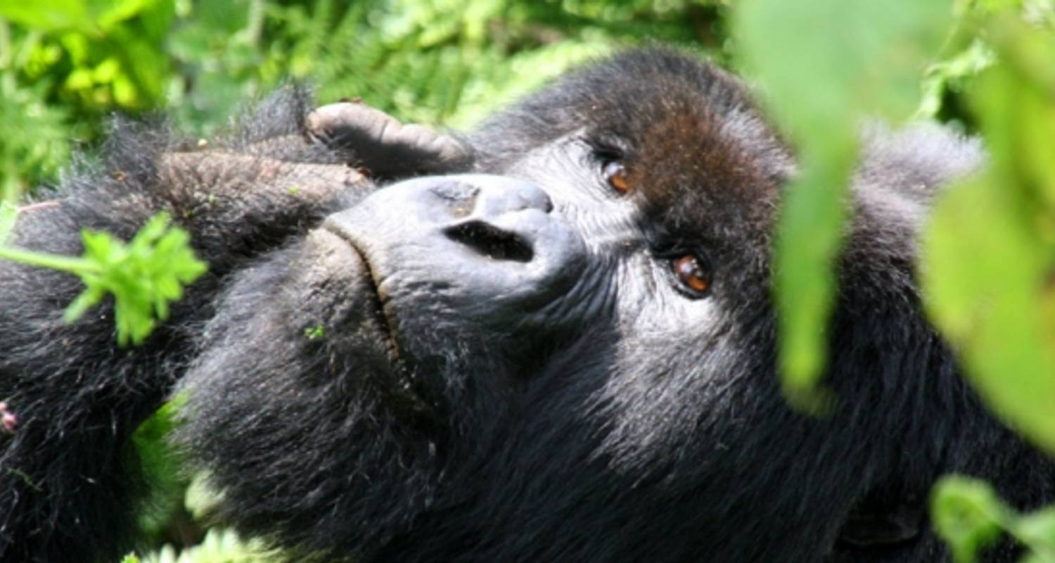 Mountain Gorillas of Uganda Experience - Independent - Peregrine Adventures