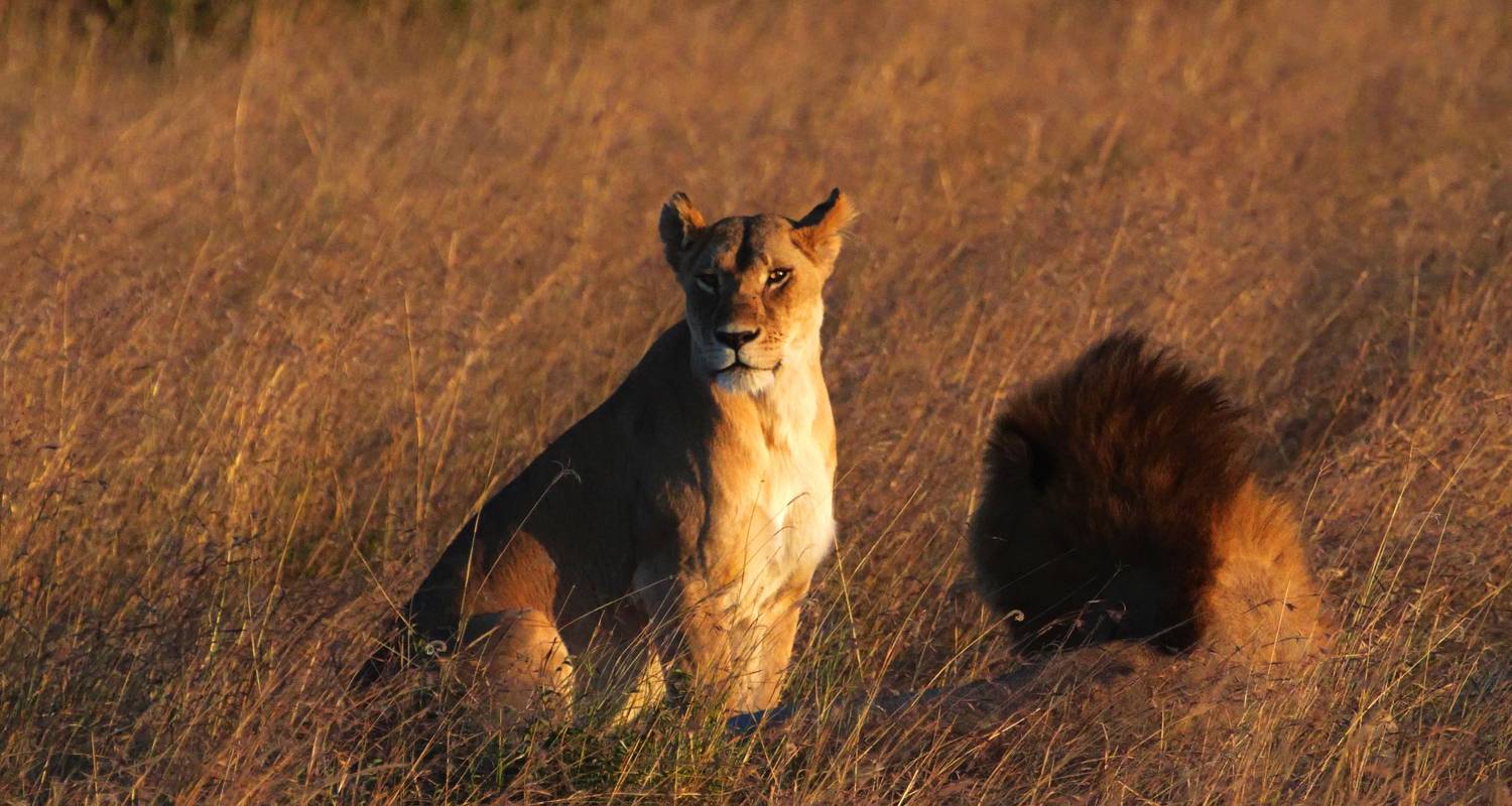 Corto safari en Kenia, con safaris en el Masai Mara - Absolute Africa