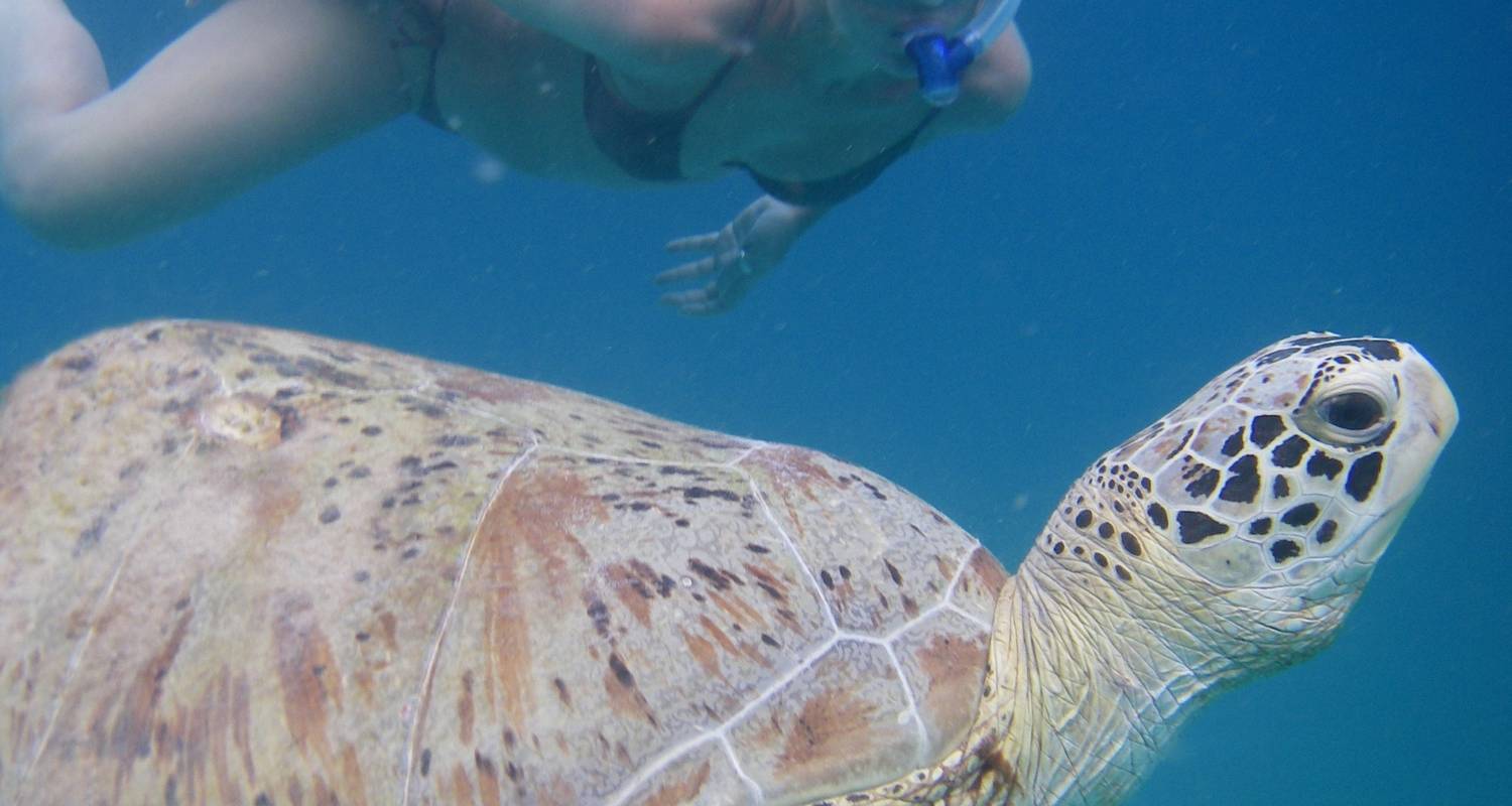 Freiwilligenarbeit für das Schildkröten Projekt auf den Perhentian Inseln - 4 Wochen - Fuze Ecoteer Outdoor Adventures