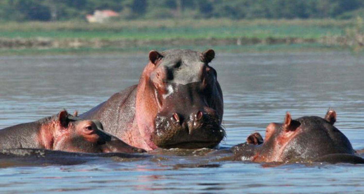 Gorillas, Gameparks & The Roof of Africa (Nairobi to Addis Ababa) - Dragoman Overland