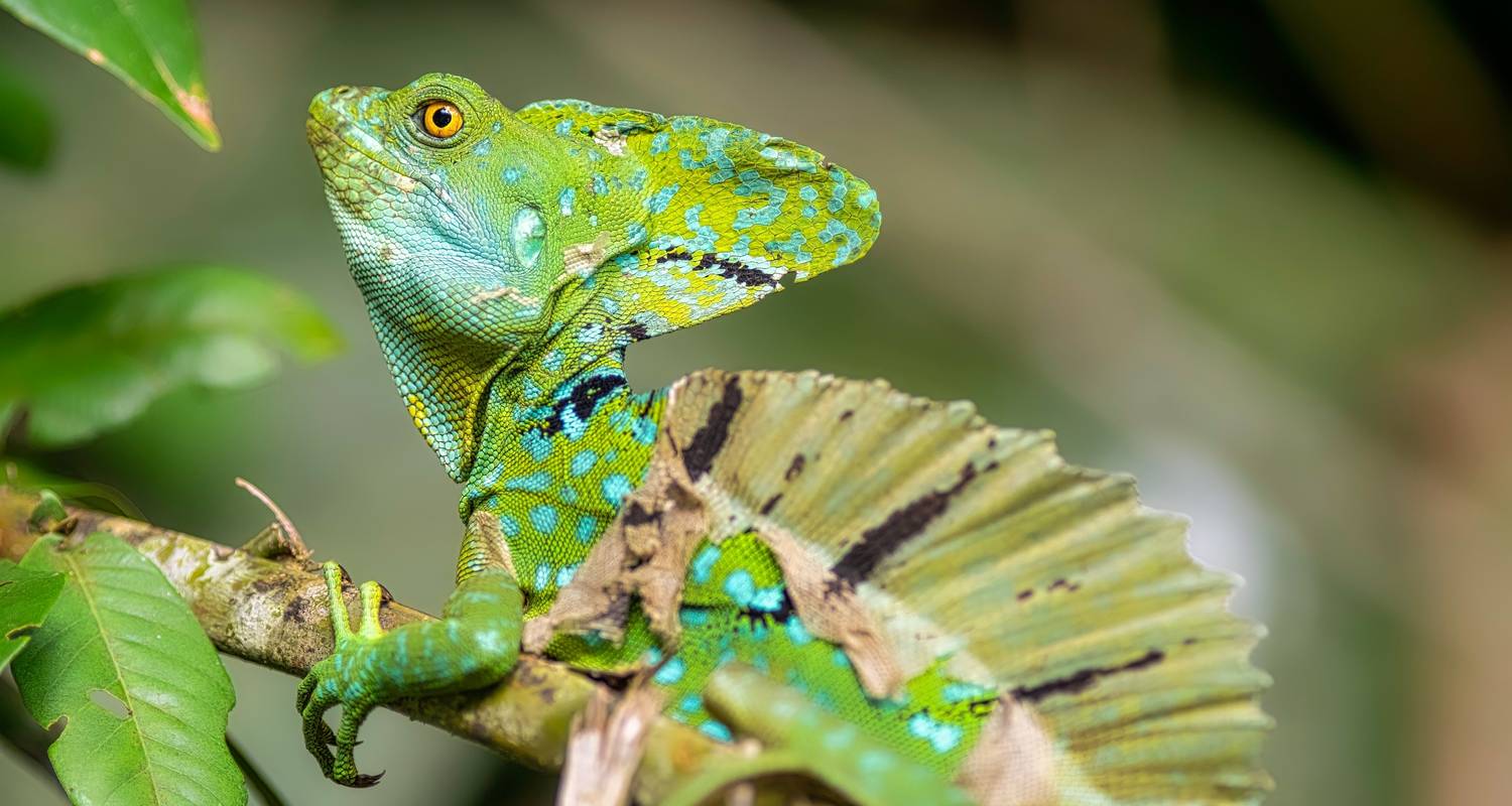 Senderismo por la selva Circuitos en América Central