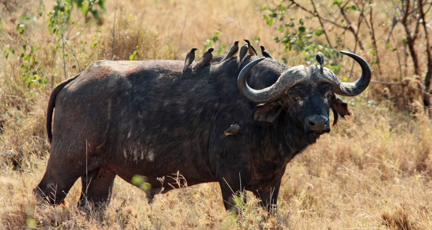 Parc national du Tarangire - Excursion d'une journée. - Shine Tours And Travel