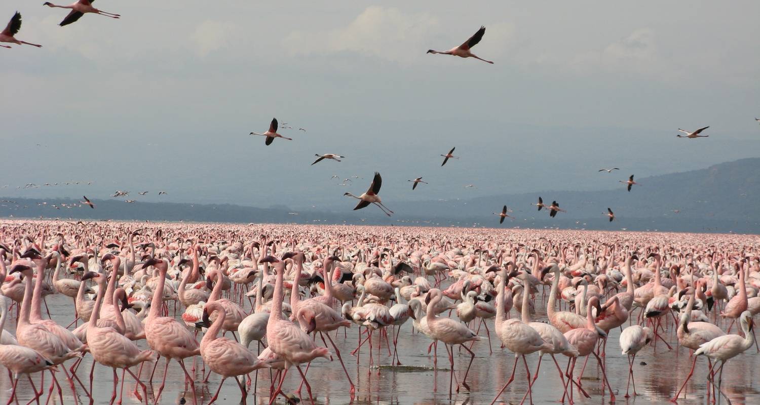 Parque Nacional del Lago Manyara - Excursión de un día - Shine Tours And Travel
