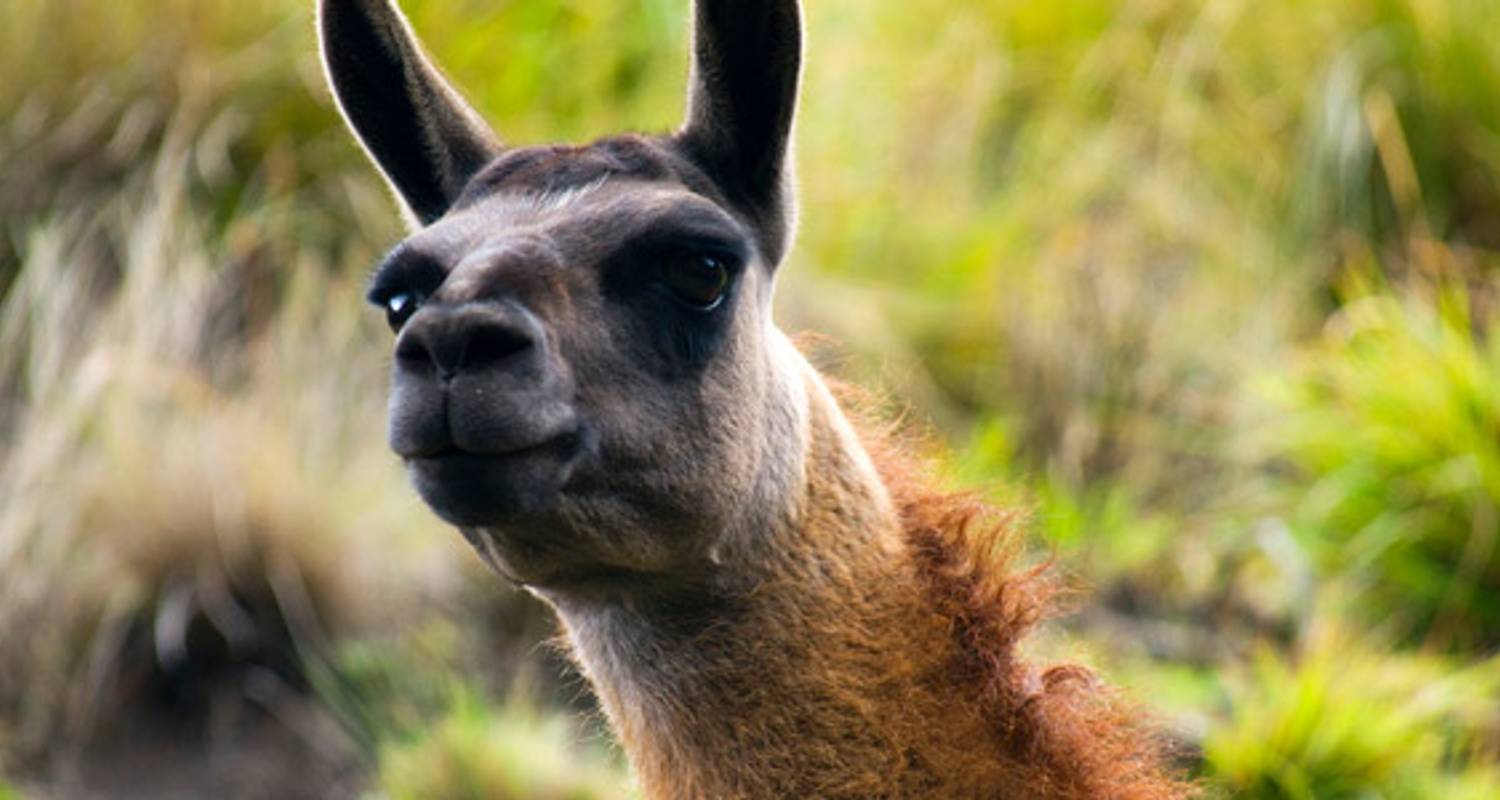 Ecuador Encompassed (6 destinations) - G Adventures