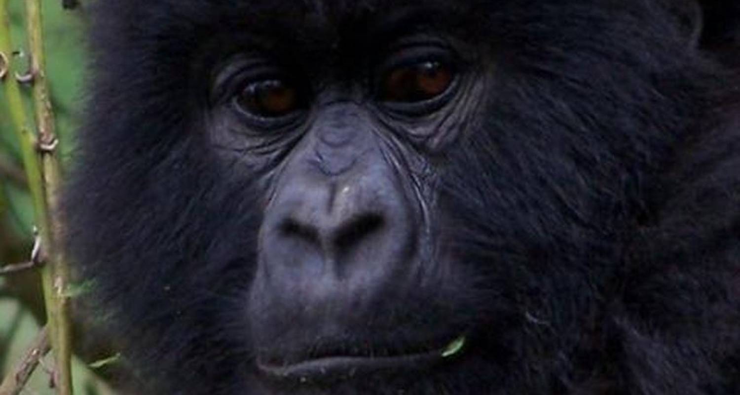 6 Day Troop to the Gorillas - Topdeck