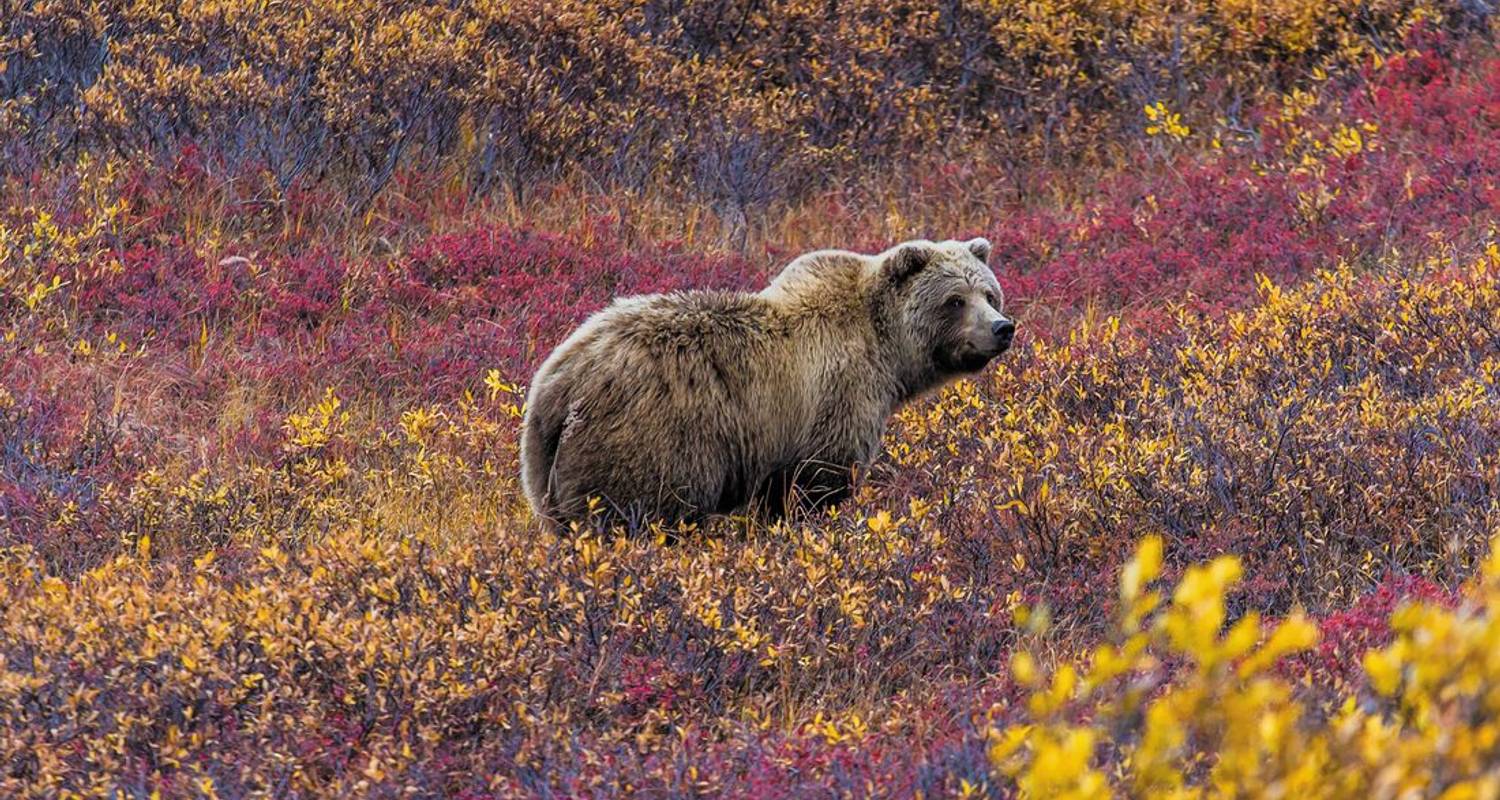 Wildlife Tours & Trips in Alaska