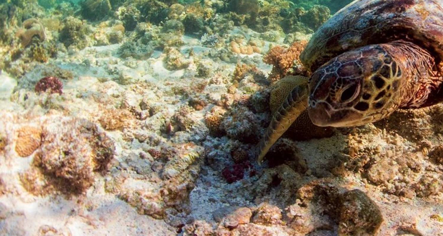 Cairns und das Great Barrier Reef (4 Tage) - Trafalgar