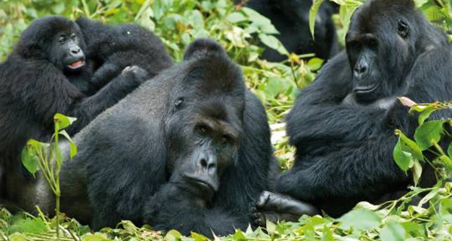 Gorilla Trekking und Tansania - 25 Tage - On The Go Tours