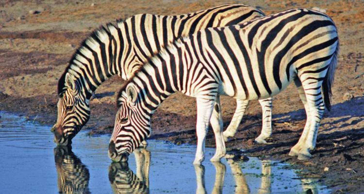 Zebras & Zanzibar - 11 days - On The Go Tours