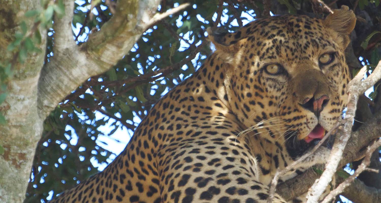 Kenya & Tanzania: The Safari Experience with Nairobi - Globus