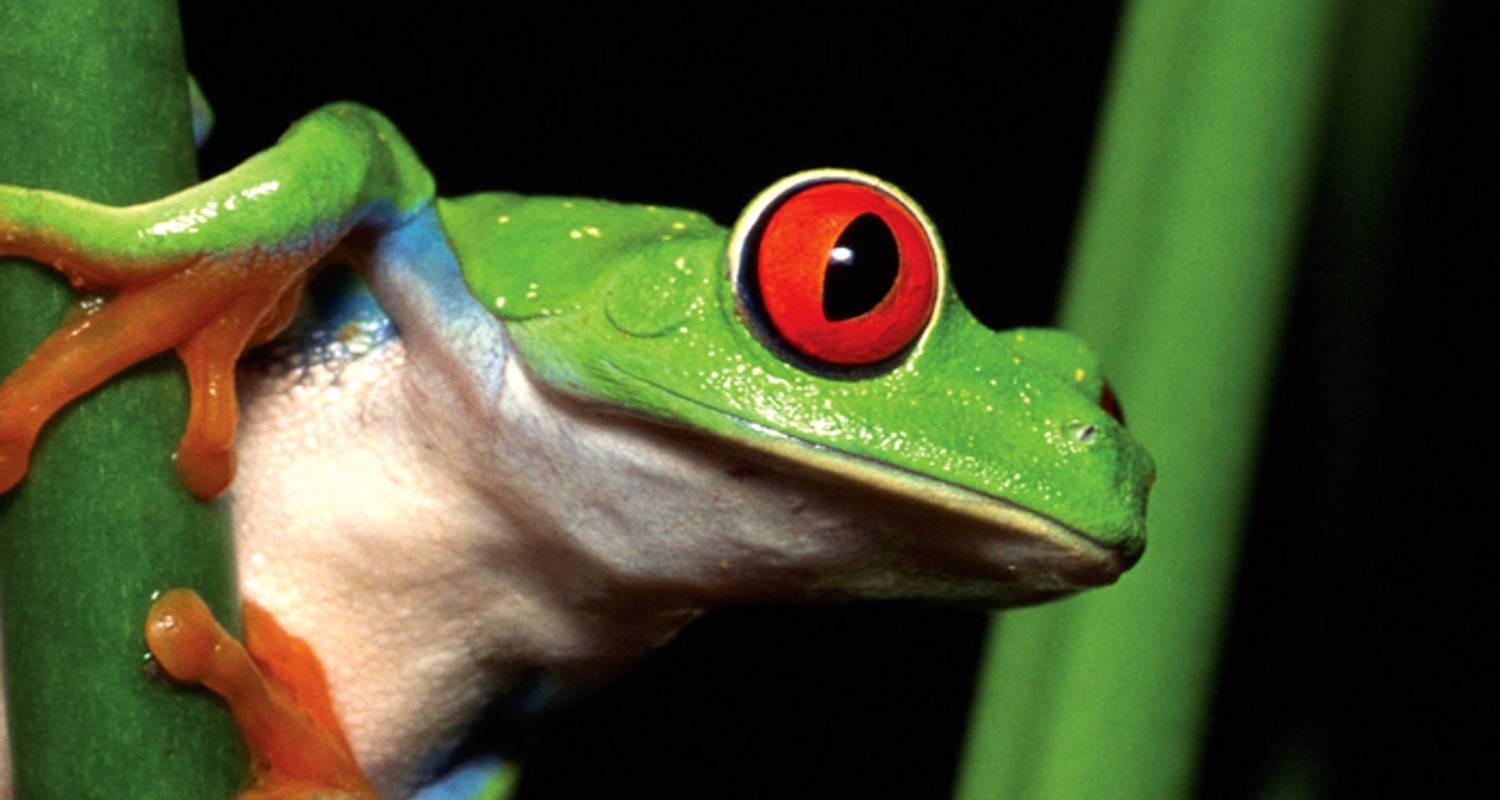 Costa Rica Wonders with Tortuguero - Monograms