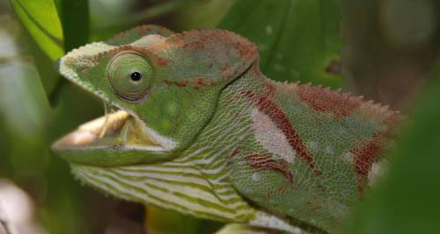 Culture & Wildlife of Madagascar - World Expeditions