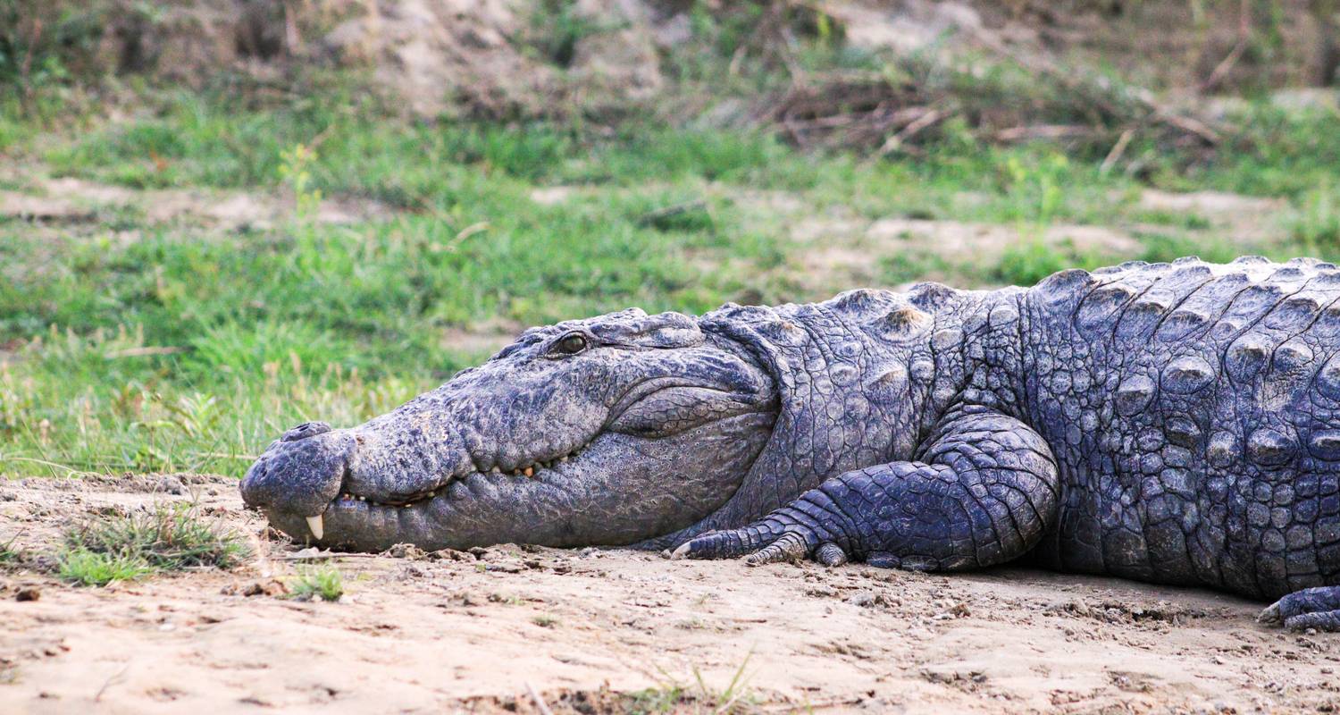 Nepal Wildlife Safari - Encounters Travel