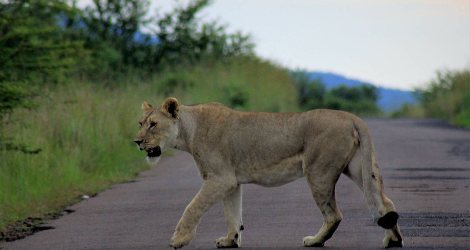 23 Day Kruger, Victoria Falls & Zanzibar - Topdeck