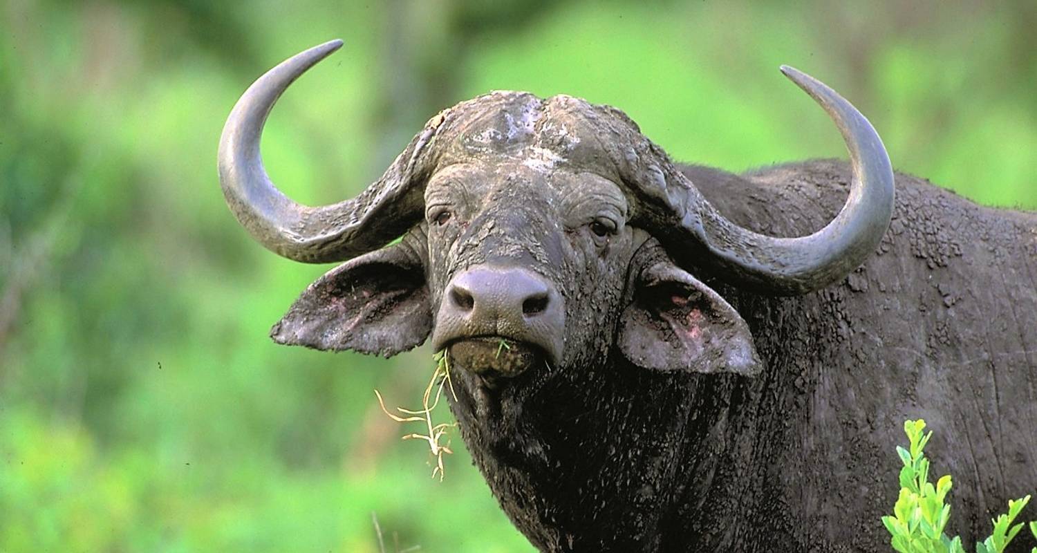 Südliches Afrika Safari - Acacia Adventure Holidays