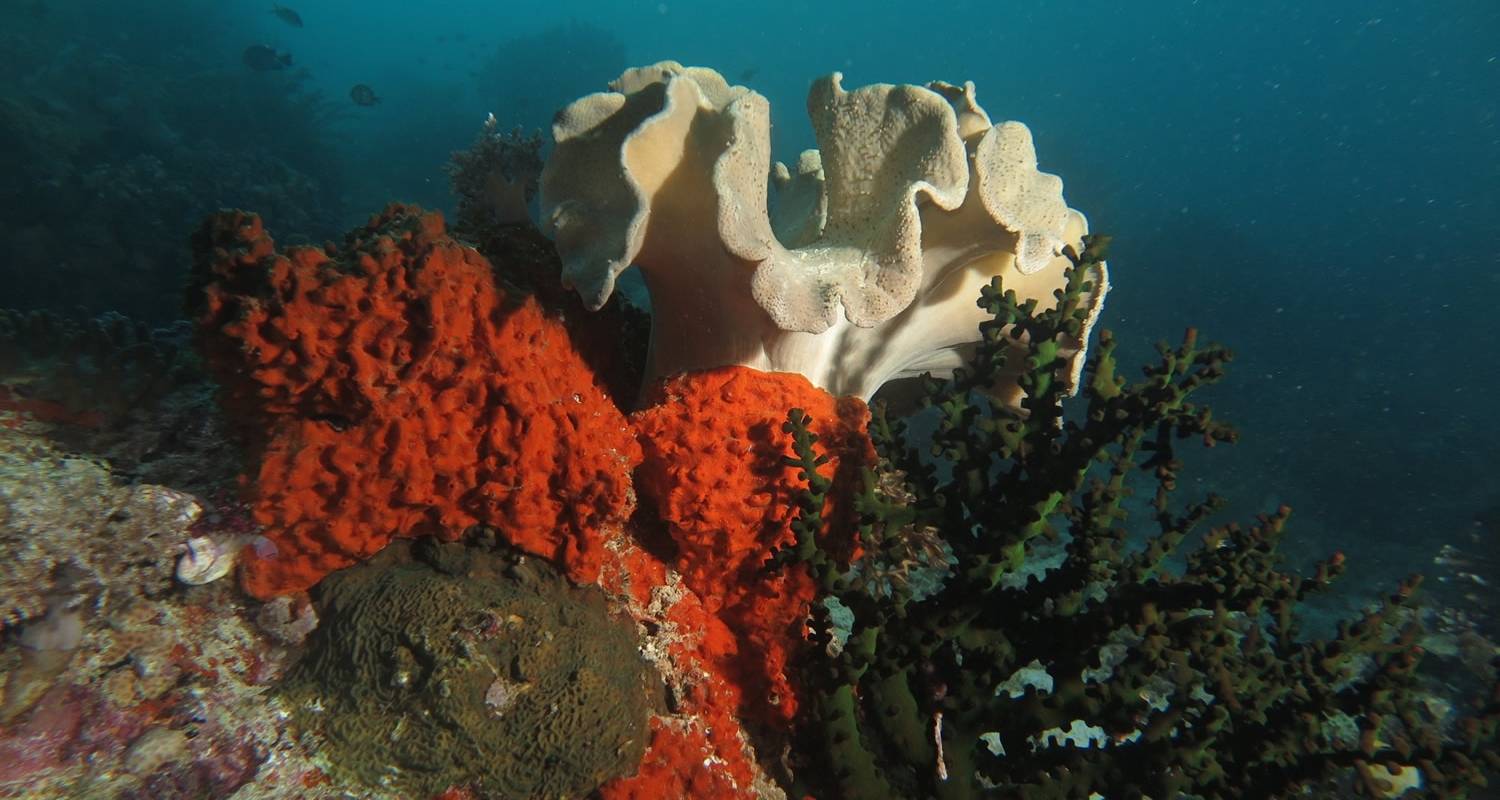 Ultimatives Raja Ampat - La Galigo Liveaboard