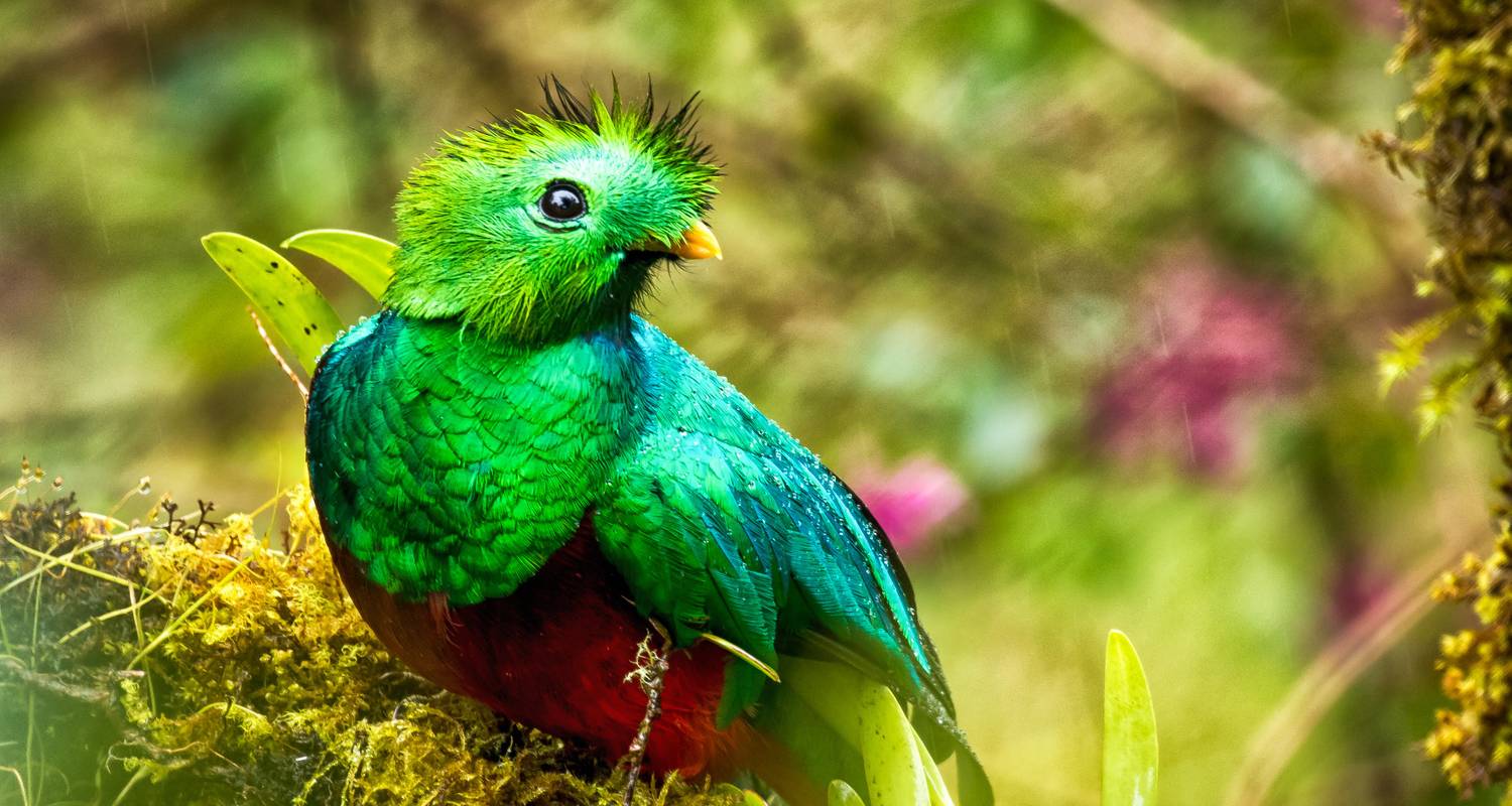 Costa Rica für Vogelliebhaber - Green World Adventures