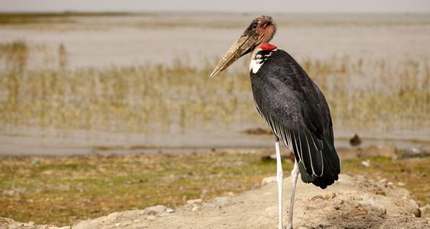 Harar & Bale Mountains (Arba Minch bis Addis Abeba) - Dragoman Overland