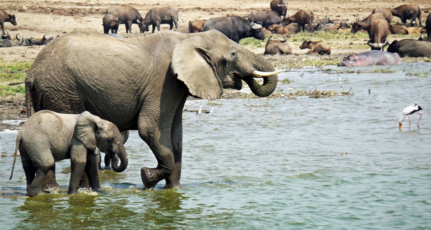 18 días gorilas al Mara - alojamiento - Acacia Adventure Holidays