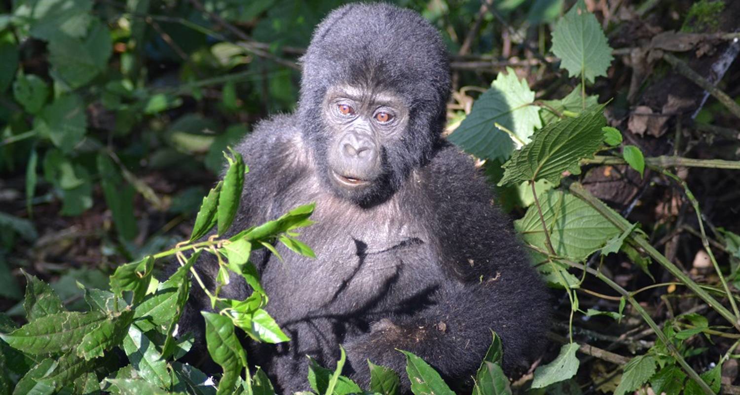 Vom Ozean zu den Gorilla - 26 Tage - Acacia Adventure Holidays