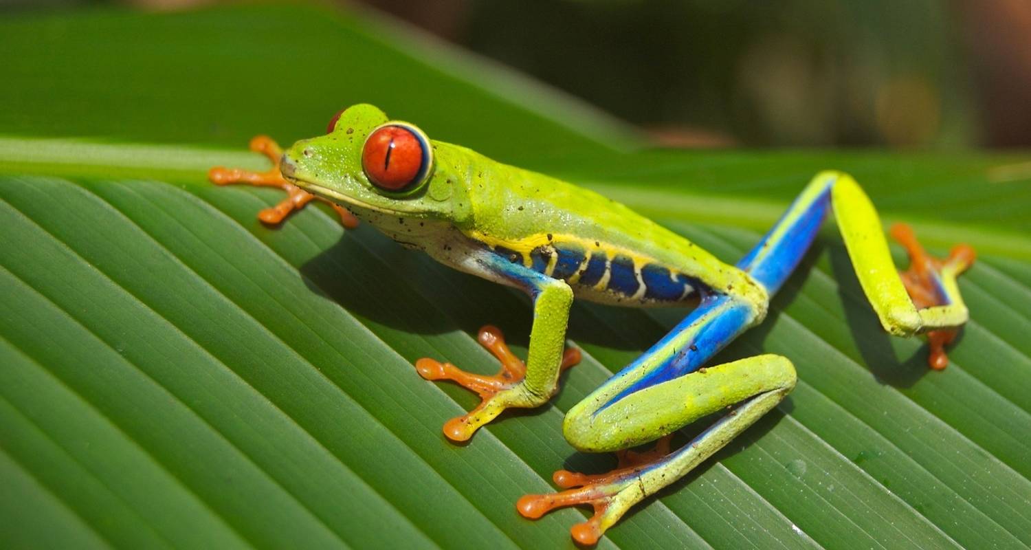 Monteverde Tours & Trips