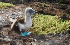 Circuit 5 jours de luxe aux Galapagos