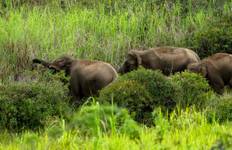 Circuit Journeys : Le meilleur de Bornéo National Geographic Journeys