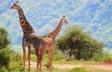 Circuit Simba Safari, Serena Lodges