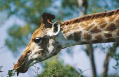 Circuit 9 jours Kruger, Matobo et; Victoria Falls - avec hébergement