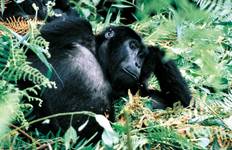 Circuit 9 jours Gorillas et; Nile River Encounter - Camping