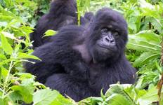 Circuit 9 jours Gorilles et rencontre avec le fleuve Nil - avec hébergement