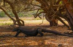 3D2N Sailing Komodo Flores, Indonesia Tour