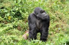 3 Day Uganda Gorilla Trek Budget Safari via Kigali Tour