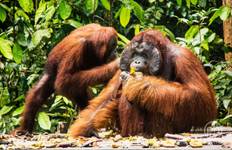 3D2N Orangutan in Tanjung Puting with Overnight on the Boat Tour