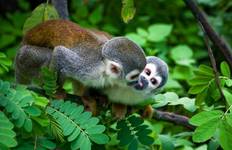 4 Days Amazon Lodge Cuyabeno Reserve Tour