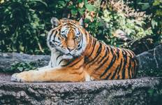 From Delhi: Private 7-Days Golden Triangle Tour with Ranthambore & Tigers Tour
