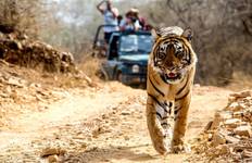 Aus Liebe zu Taj & Tiger - Goldenes Dreieck von Indien & Ranthambore mit 2 Tiger-Safaris Reise