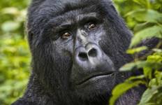 Circuit Kenya et; Ouganda Gorilla Overland : Forêts et observation de la faune