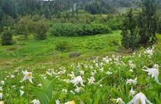 Circuit Trek de la forêt tropicale olympique au glacier