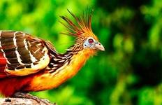 Ara Lehm lecken und Sandoval See 5D/4N Reise