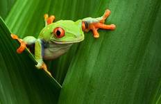 Circuit Points forts du Costa Rica + extension plage