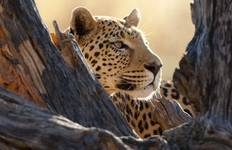 Circuit Safari au Botswana