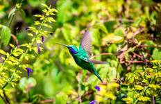 Costa Rica Wildlife Tour Tour