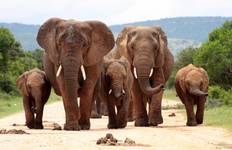 Family South Africa’s Garden Route and Safari Tour