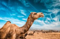 Family India Golden Triangle Adventure (Summer Itinerary) Tour