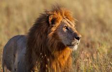 Serengeti Tierwelt Erlebnisreise Reise