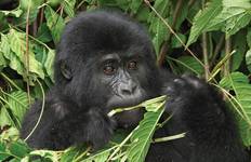 Uganda Gorilla and Chimp Safari Tour