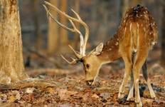 Indien Tiger Safari Reise