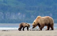 Circuit Alaska : Aventure de la faune océanique à la nature sauvage de l'intérieur - 9 jours
