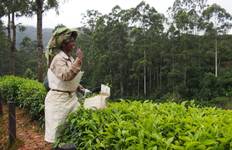 Circuit Circuit exotique au Kerala - Coconut Holiday of India